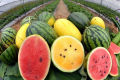 Закупівлі кавунів у ЄС вперше перевищили 2 млрд кг