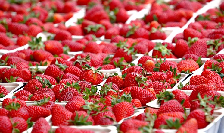 Імпортна полуниця обвалила старт сезону для українських виробників