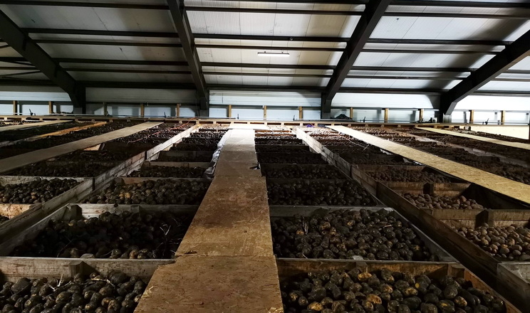 Виробники розповіли, як зберігати картоплю 11 місяців без втрати якості&nbsp;