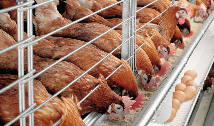 Геморагічний синдром ожиріння печінки у птиці: база профілактики