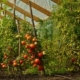 Фермерів навчать заробляти на теплицях та отримувати гранти