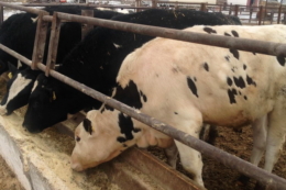 Відгодівля бичків може принести додатковий прибуток молочній фермі