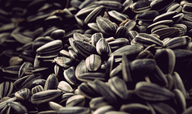 Ціни на соняшник знизились на $13/т