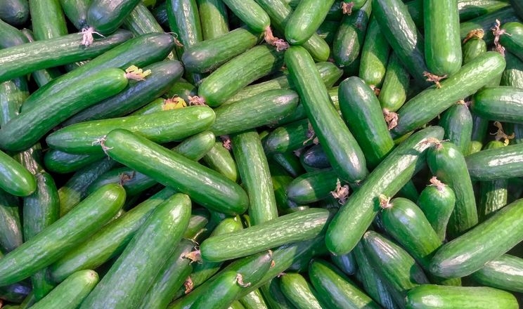 Огірки несподівано подешевшали