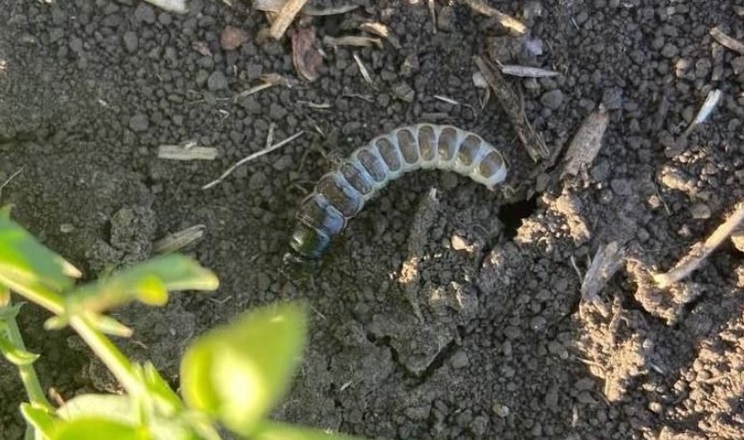 Плюсові температури сприяють розвитку хвороб та живленню личинок хлібної жужелиці на озимині