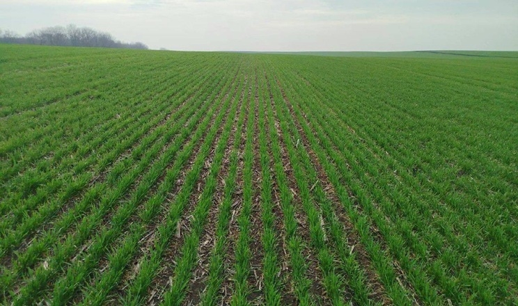 Тепло та опади зумовлюють подальшу вегетацію озимих на Одещині