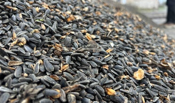 Фактичний урожай соняшнику в Україні може сягати 10-10,5 млн тонн