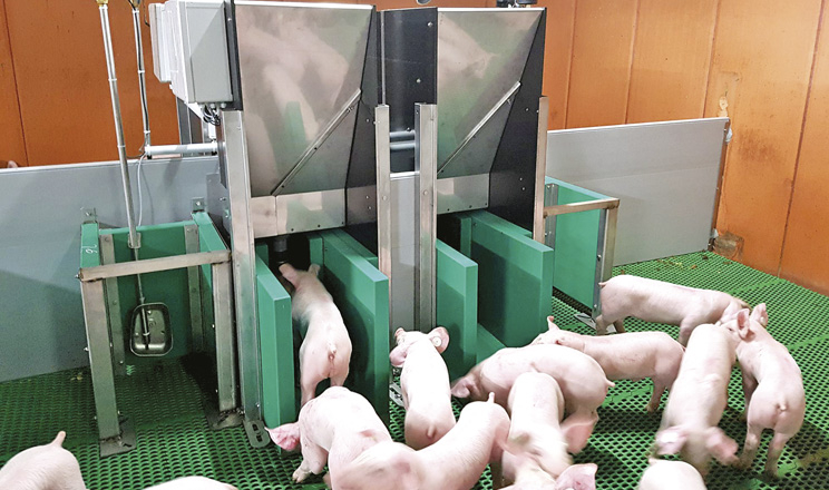 Нове значення пробіотика