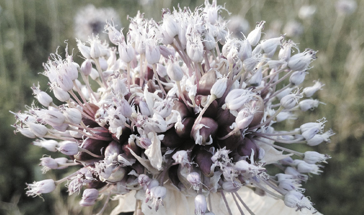 Час часнику