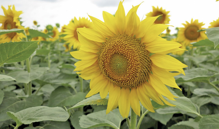 Обираючи насіння соняшнику, слід зважати на технологію вирощування, рівень вологозабезпечення ґрунту та стійкість гібрида до основних хвороб