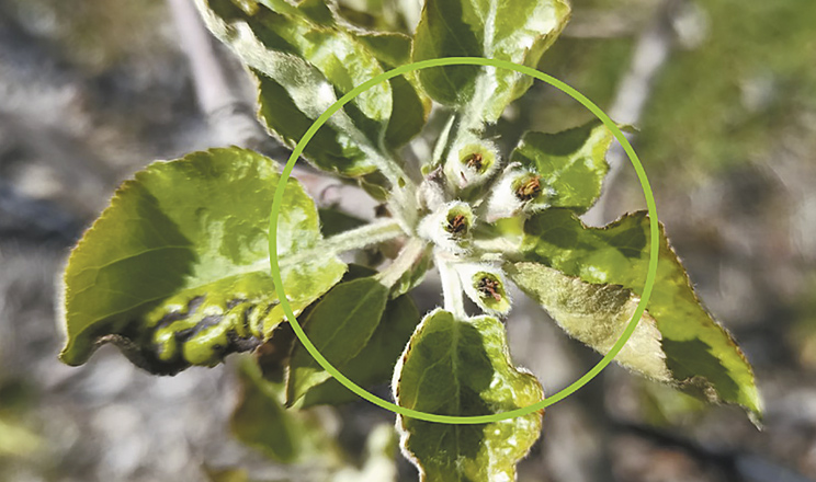 Що сталося в садах 2025-го, як урятувати врожай після сезонних втрат та чому це критично важливо для планування сезону-2026